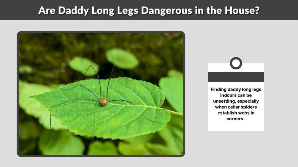 Are Daddy Long Legs Dangerous in the House?