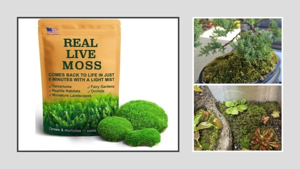 LuckyRunes Leucobryum Moss 2-Pack