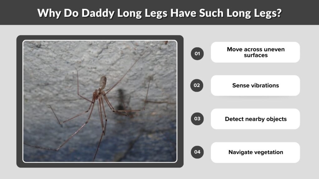 Why Do Daddy Long Legs Have Such Long Legs?