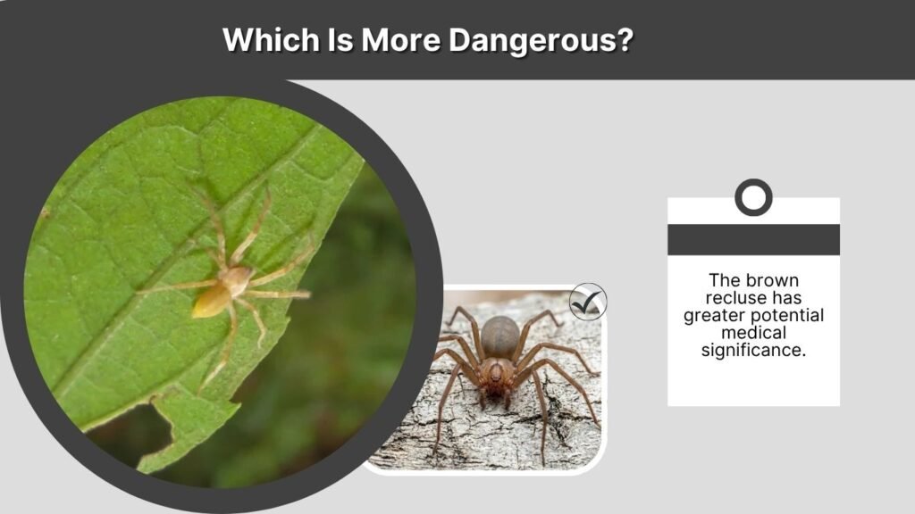 Which Is More Dangerous?
