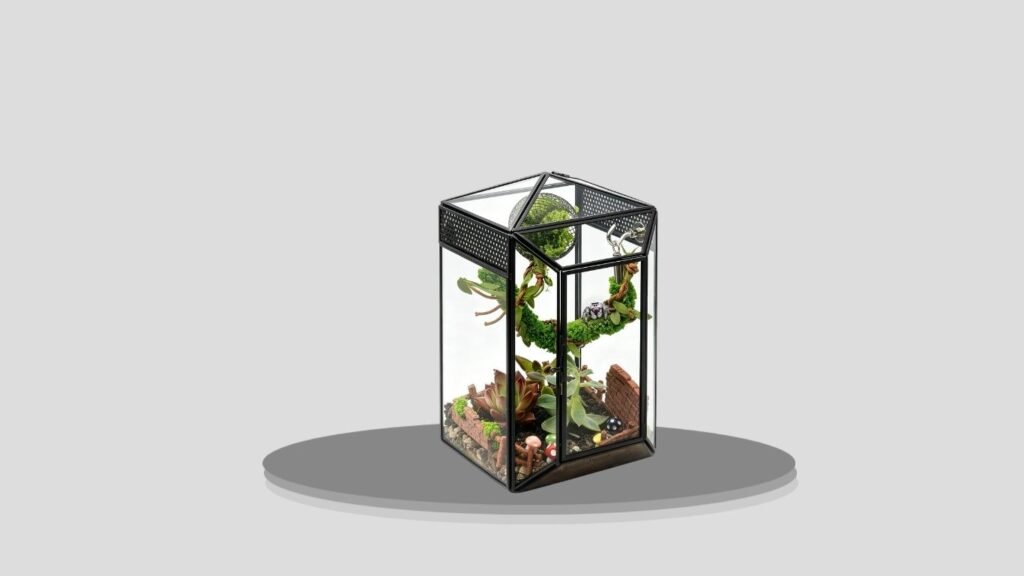 Clioran Jumping Spider and Tarantula Enclosure