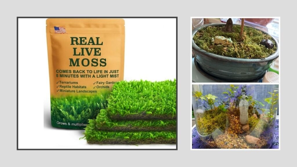 LuckyRunes Hypnum Moss 3-Pack