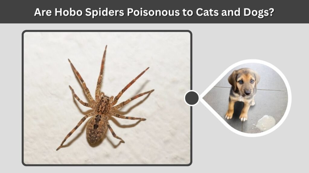 Are Hobo Spiders Poisonous to Cats and Dogs?