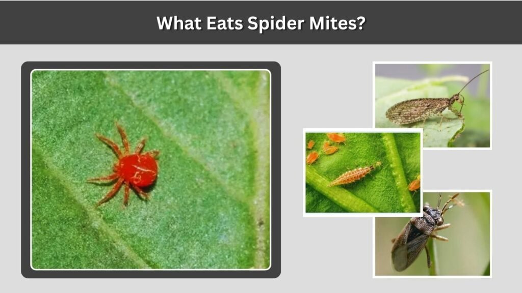 What Eats Spider Mites?