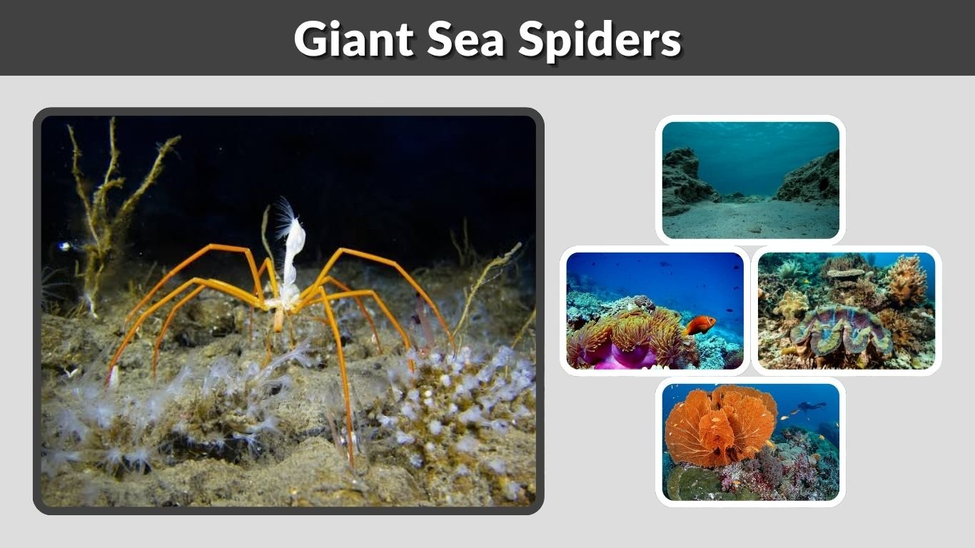 Giant Sea Spiders: Size, Habitat, Diet & Facts