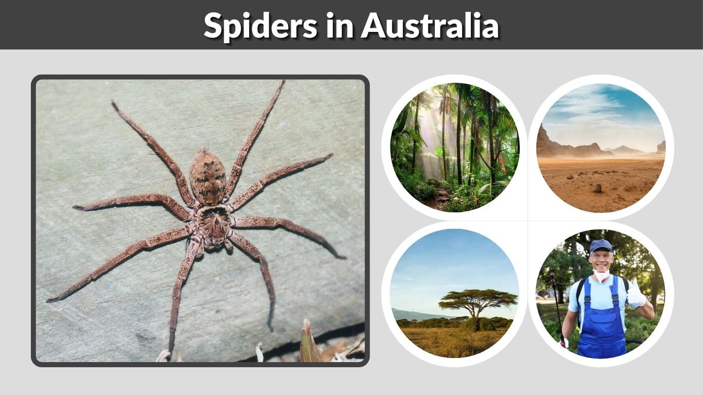 Spiders in Australia: Big, Dangerous & Common Types