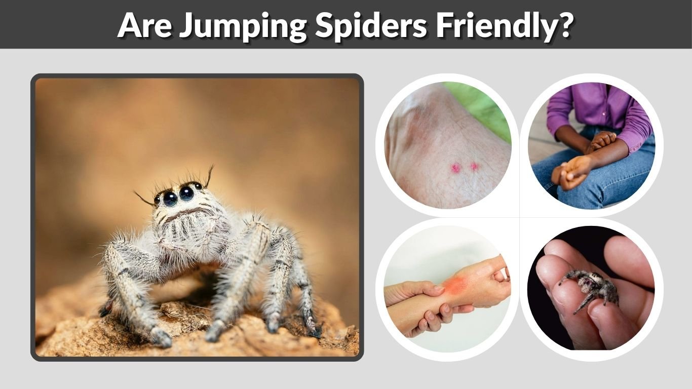 Are Jumping Spiders Friendly? Behavior, Bites & Facts