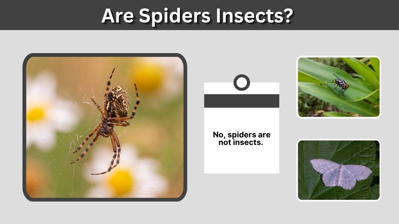 Are Spiders Insects? Differences, Similarities & Facts