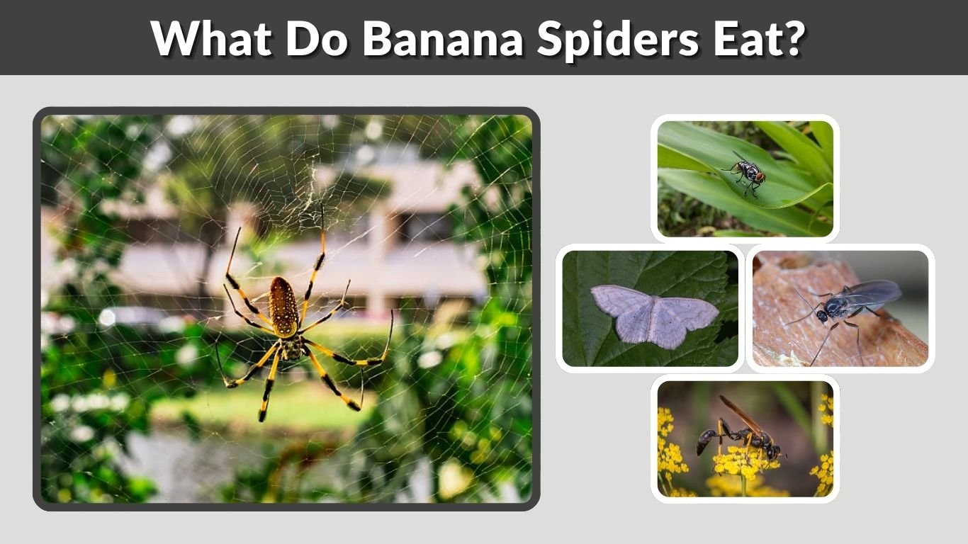 What Do Banana Spiders Eat? Diet, Prey, and Predators