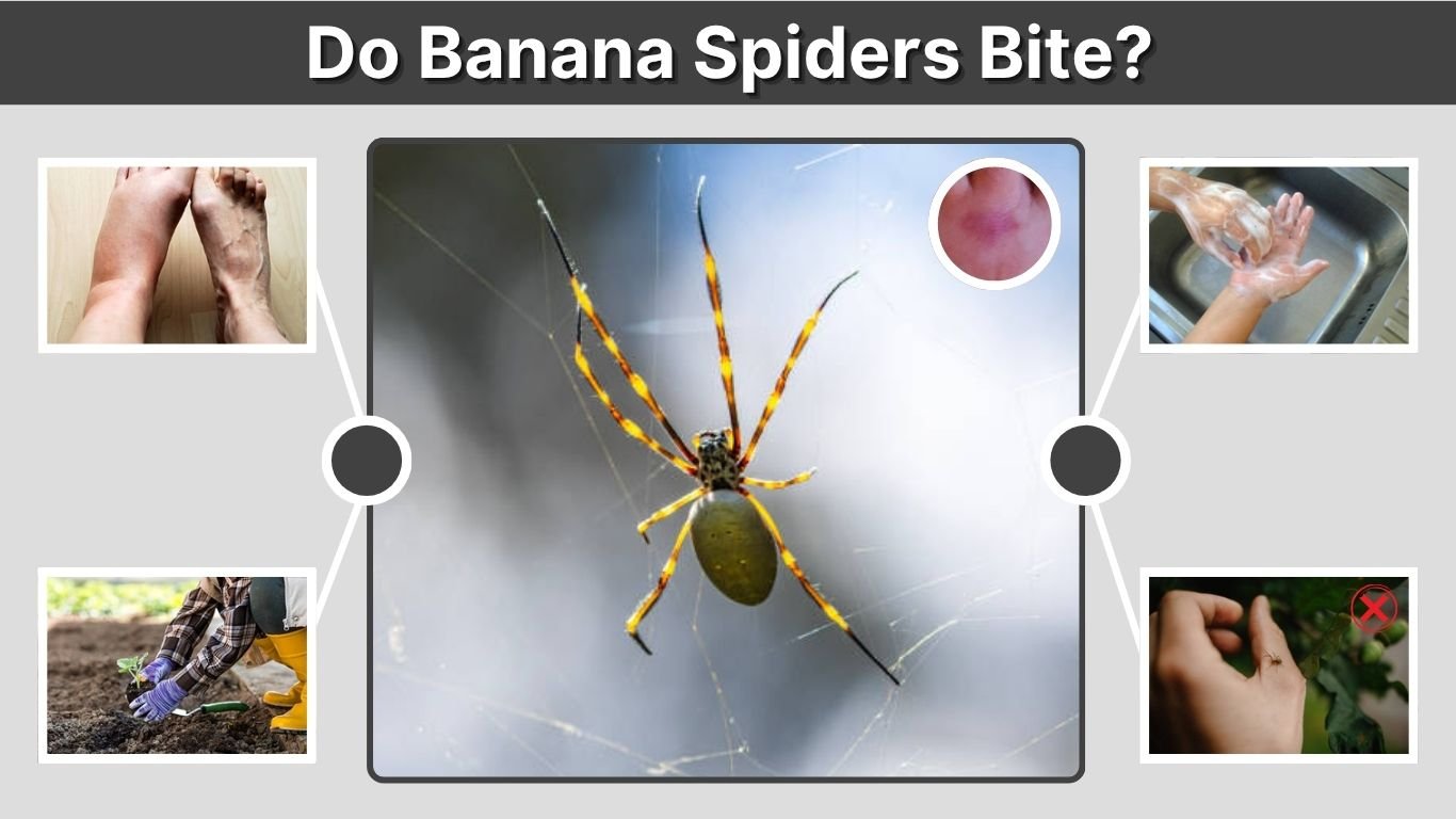 Do Banana Spiders Bite? Symptoms, Risks, and First Aid