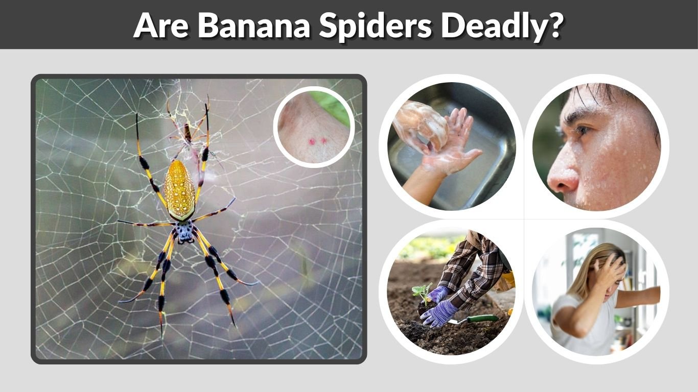 Are Banana Spiders Deadly? Bites, Risks, and Facts