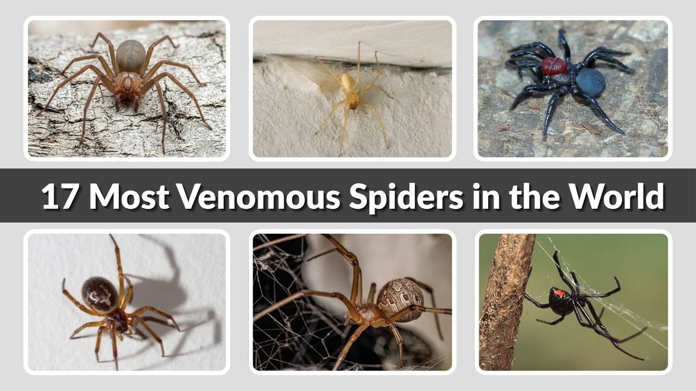 17 Most Venomous Spiders in the World: Names, Identification & Facts