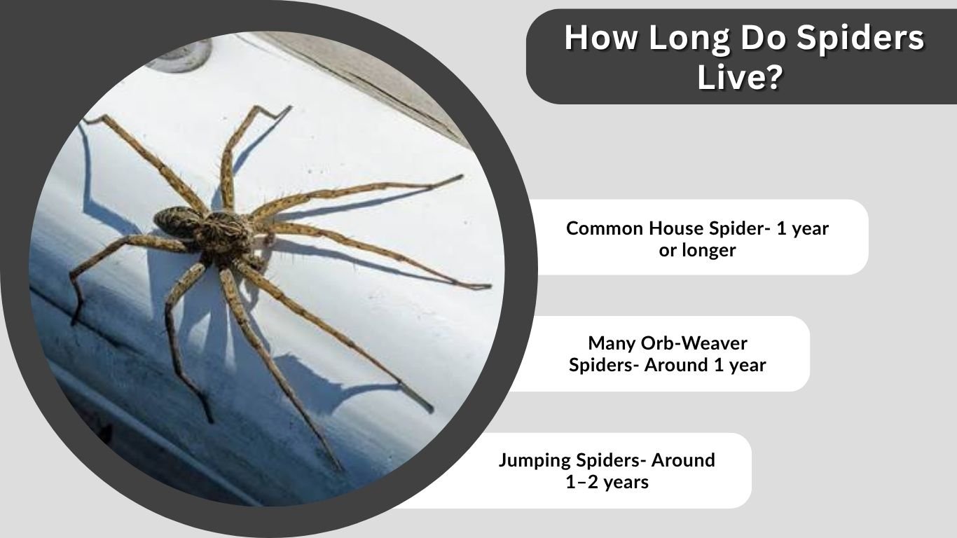How Long Do Spiders Live? Lifespan, Food & Survival