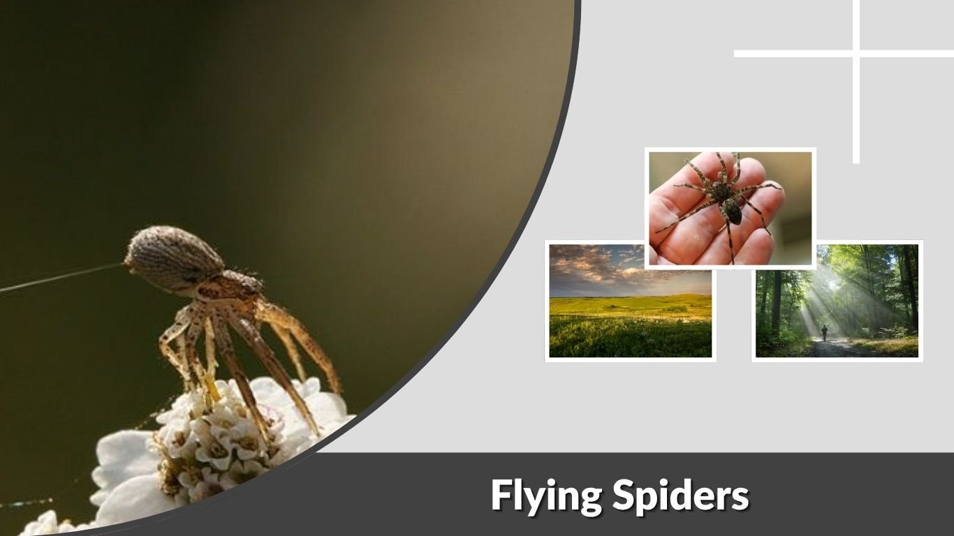 Flying Spiders: Are They Real, Dangerous & How Do They Fly?