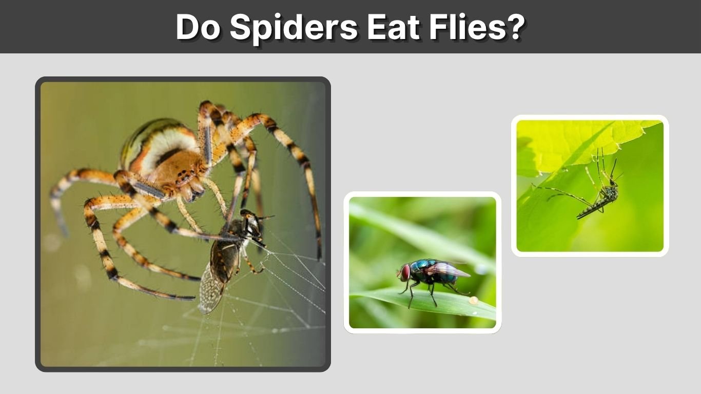 Do Spiders Eat Flies? What and How They Hunt
