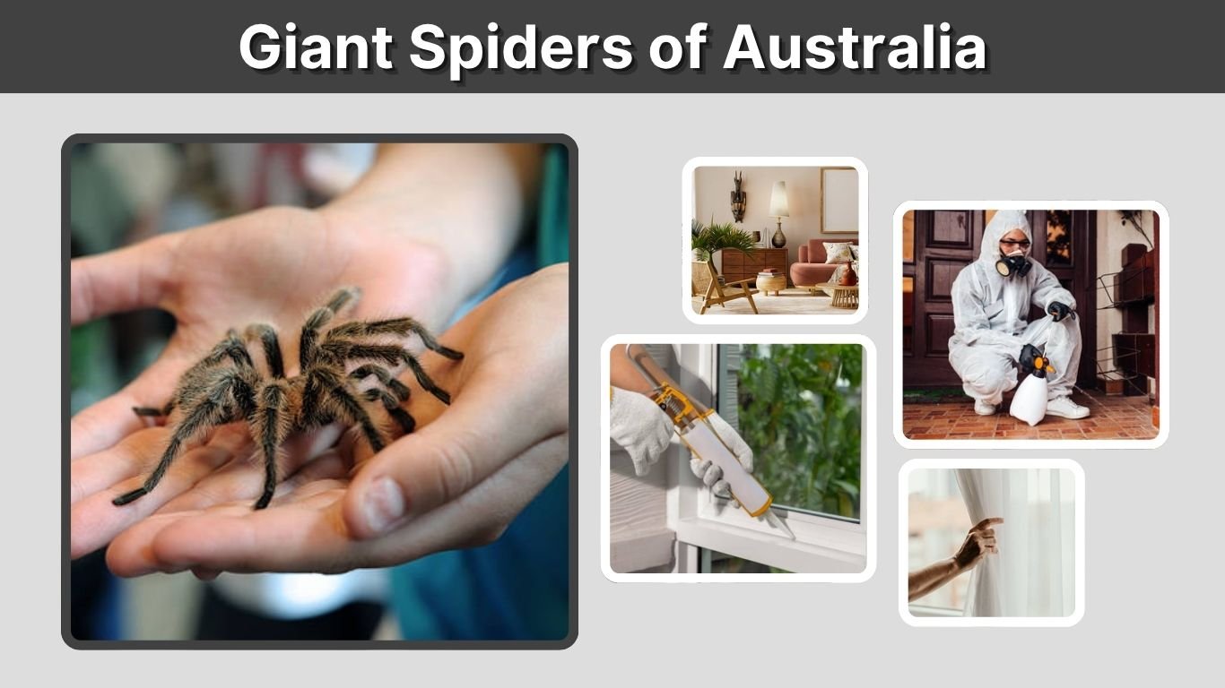 Giant Spiders of Australia: Types, Size and Danger