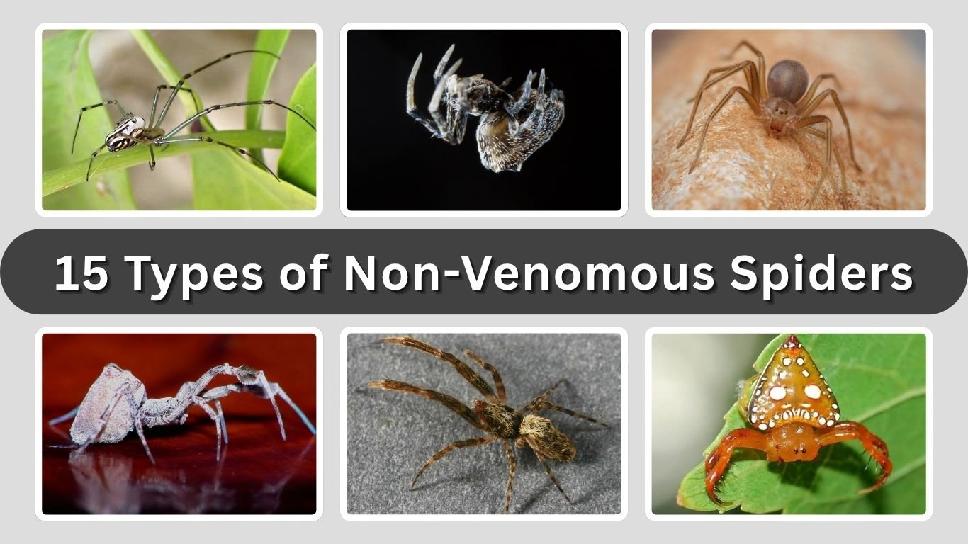 15 Types of Non-Venomous Spiders: Names, Identification & Facts
