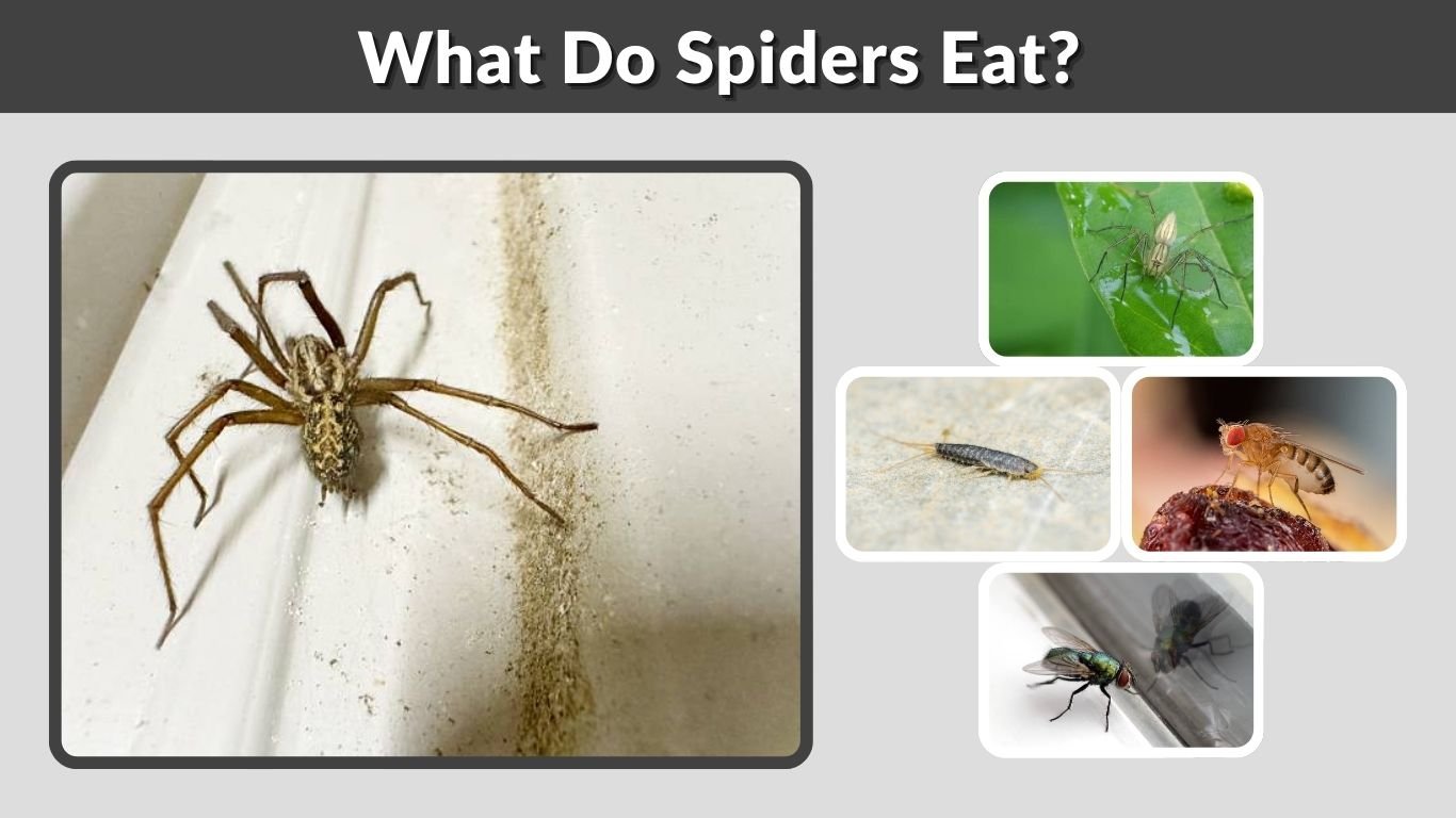 What Do Spiders Eat? Foods, Diet, and Feeding Habits