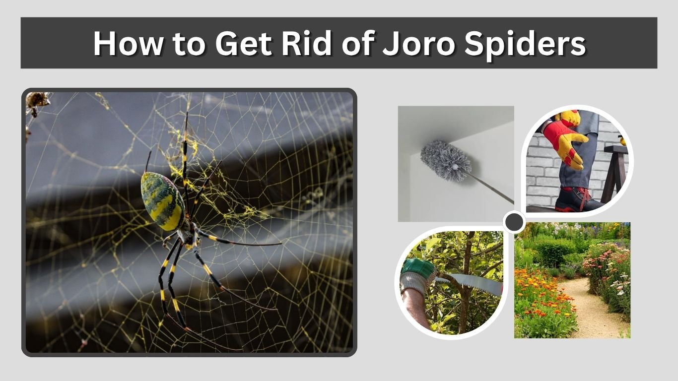 How to Get Rid of Joro Spiders: Safe & Effective Guide