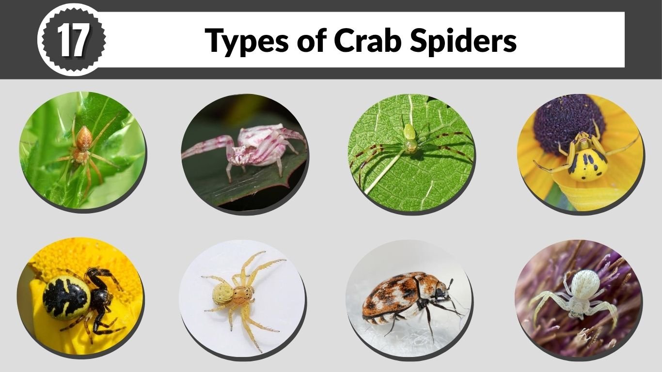 17 Types of Crab Spiders (With Pictures and Identification)