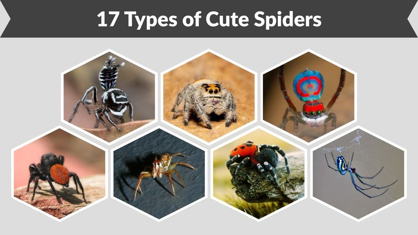 17 Types of Cute Spiders: Adorable and Colorful Species