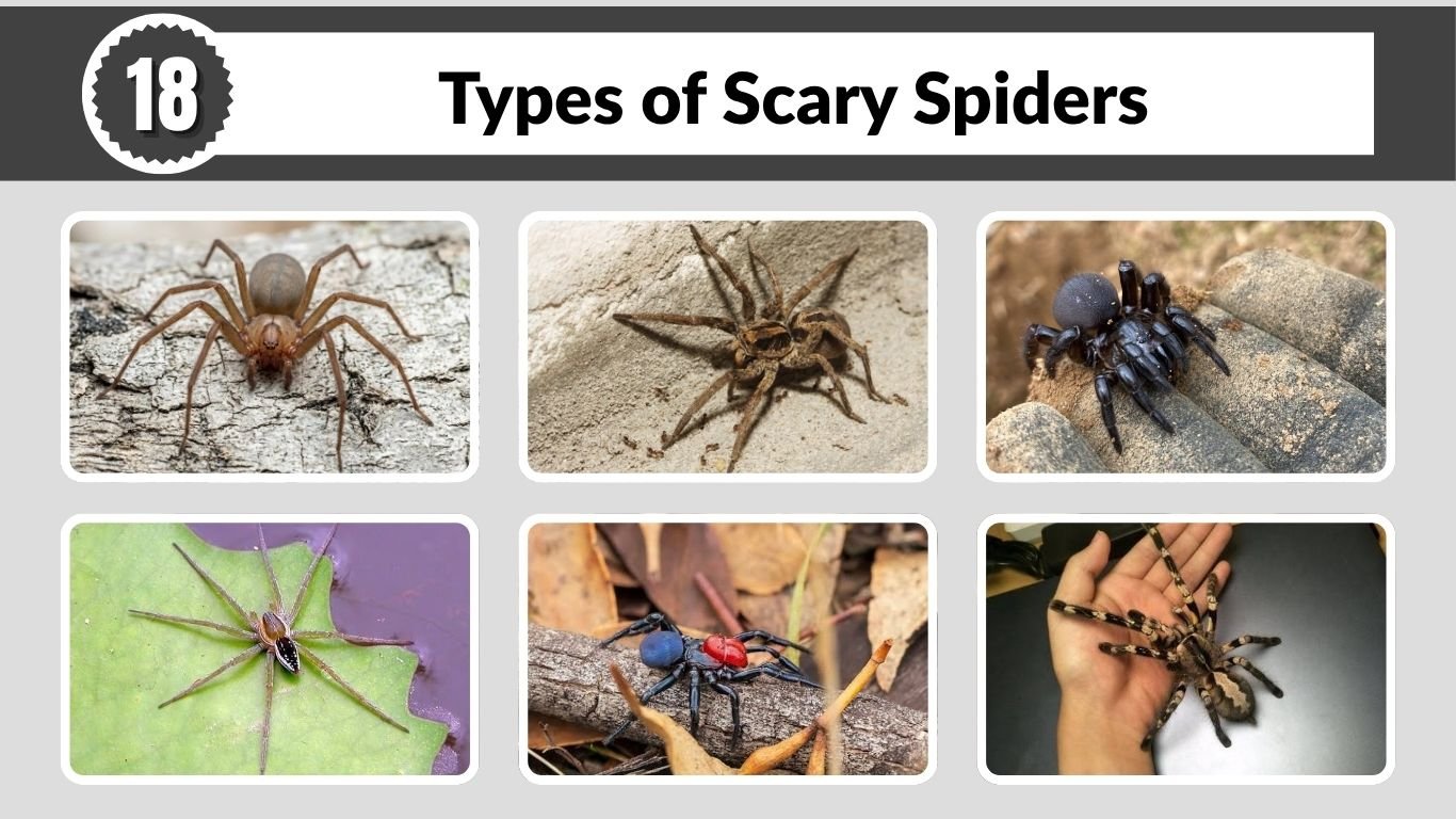 18 Types of Scary Spiders: The World’s Most Terrifying Species