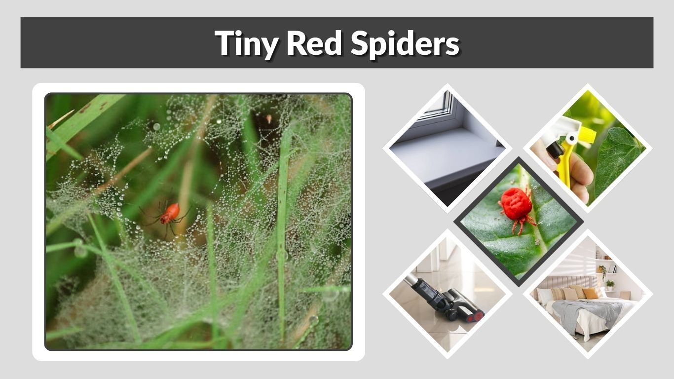 Tiny Red Spiders: Identification, Bites & How to Get Rid of Them
