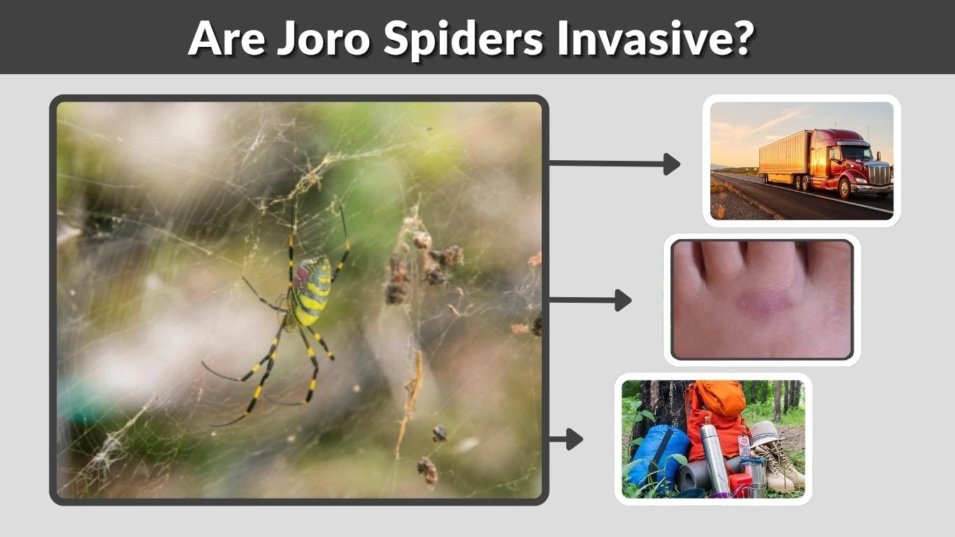 Are Joro Spiders Invasive? Spread, Impact & Facts