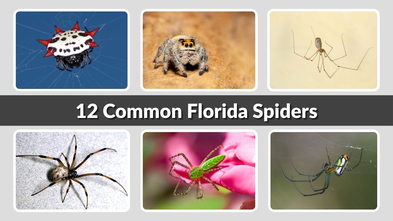 12 Common Florida Spiders: Pictures & Identification