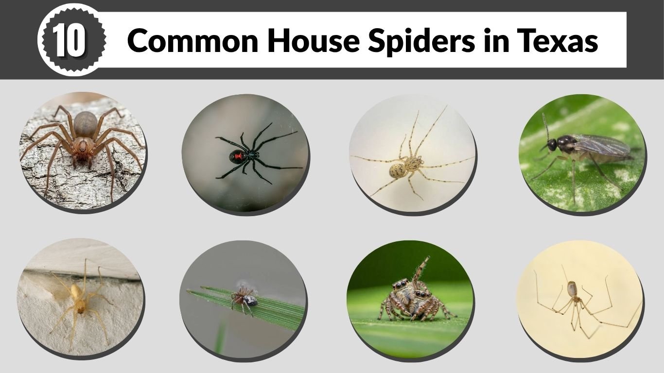 10 Common House Spiders in Texas: Pictures & Identification