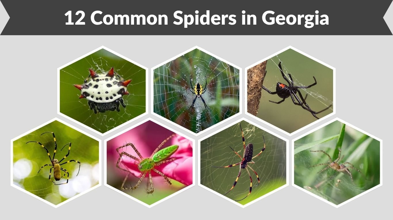 12 Common Spiders in Georgia: Pictures & Identification