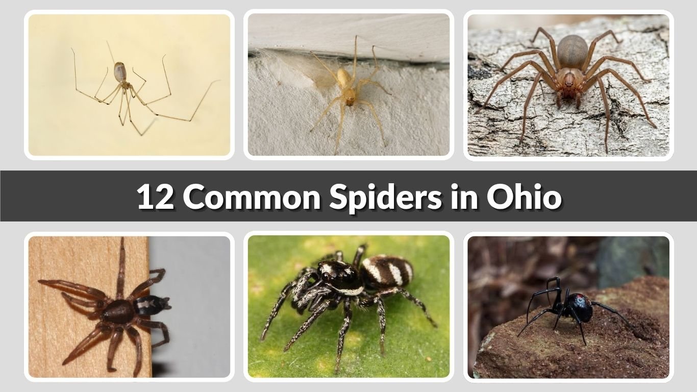 12 Common Spiders in Ohio: Identification & Safety Guide