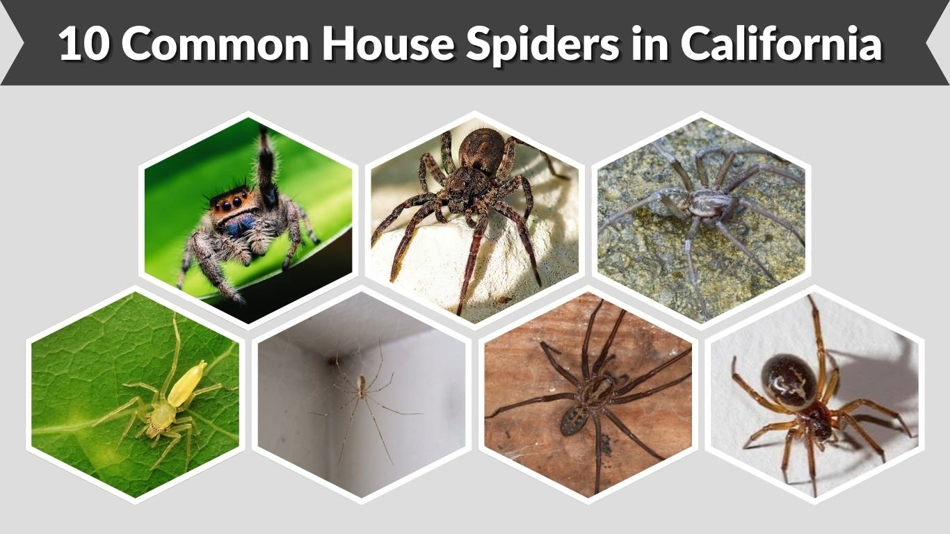 10 Common House Spiders in California (With Pictures)