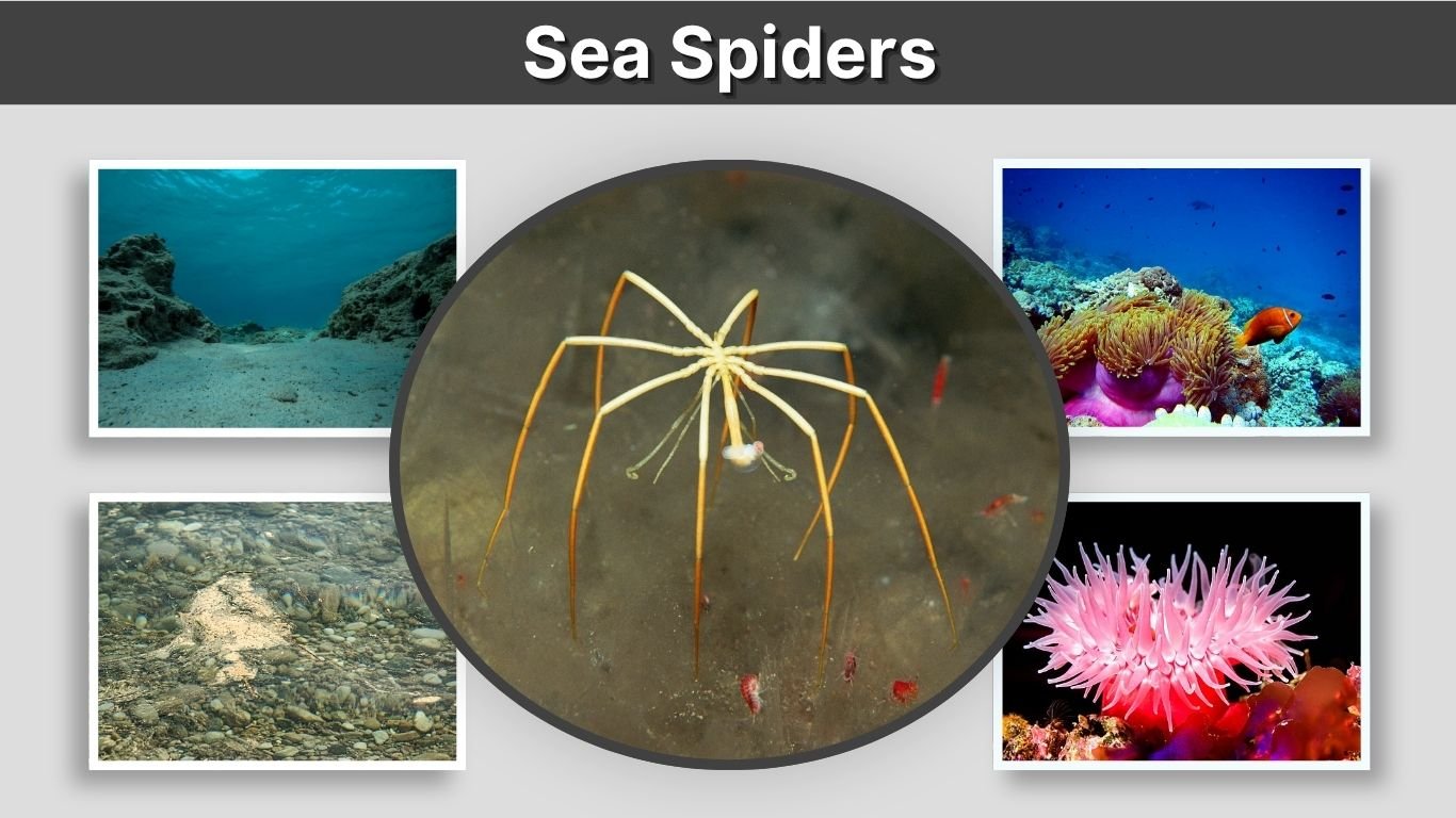 Sea Spiders: Size, Habitat, Diet, Facts & Dangers