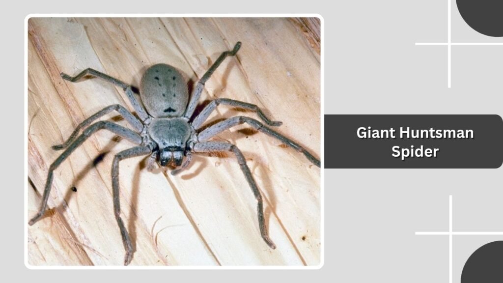 Giant Huntsman Spider
