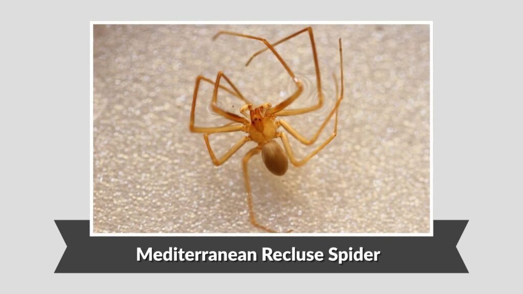 Mediterranean Recluse Spider (Loxosceles rufescens)