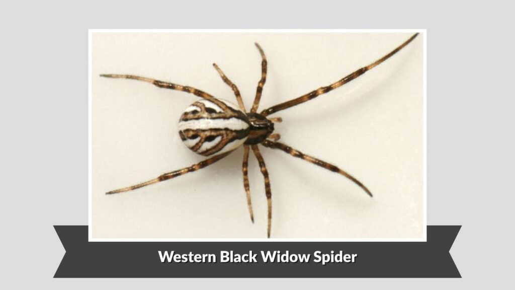 Western Black Widow Spider (Latrodectus hesperus)