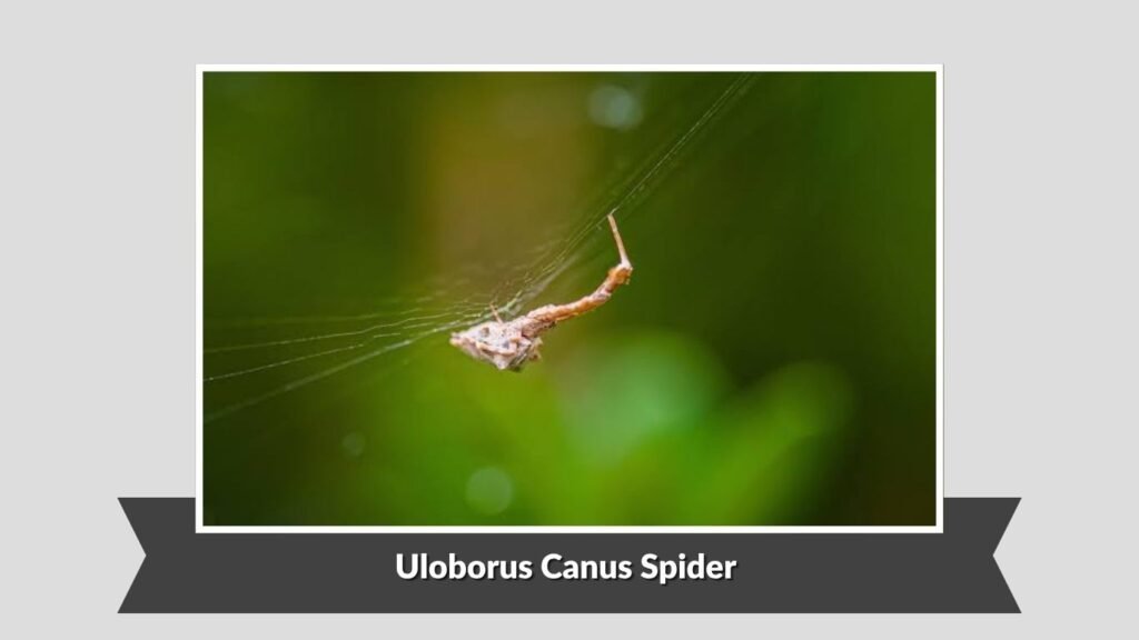 Uloborus Canus Spider (Uloborus canus)