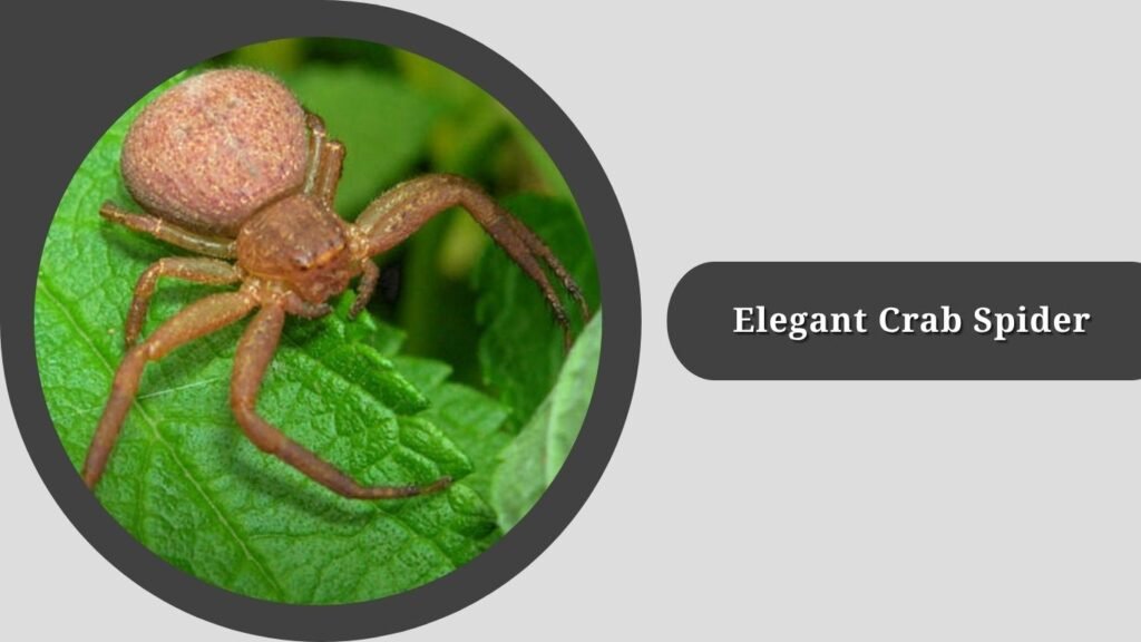 Elegant Crab Spider (Xysticus elegans)