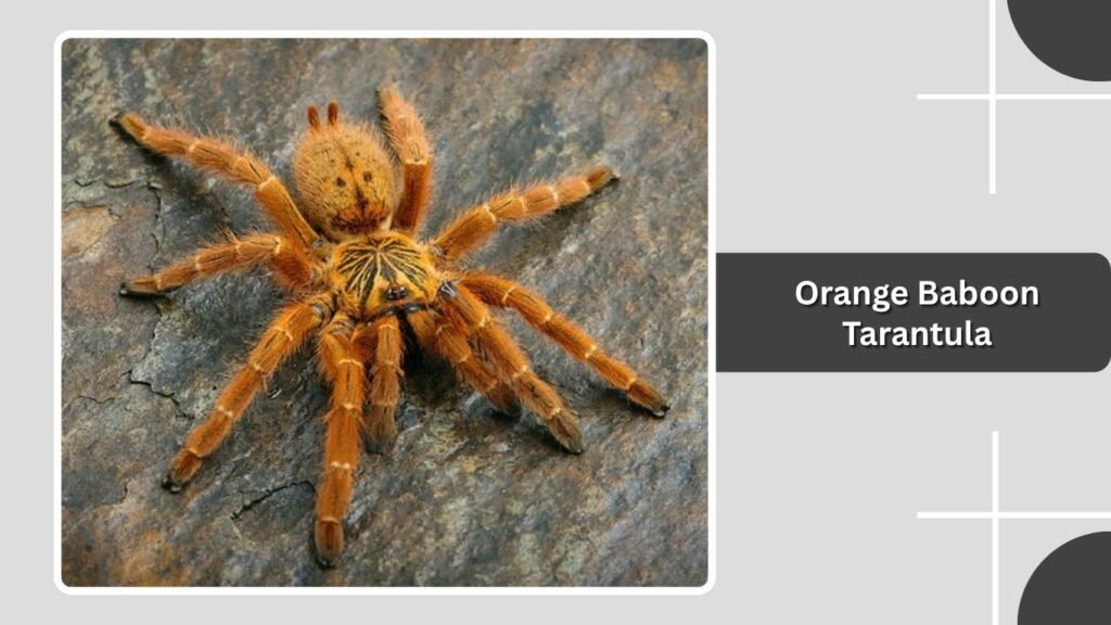 Orange Baboon Tarantula
