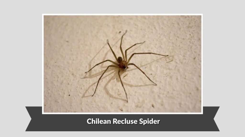 Chilean Recluse Spider (Loxosceles laeta)