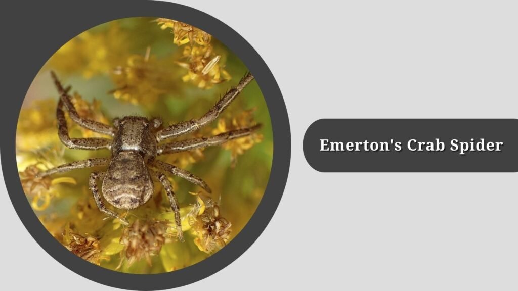 Emerton's Crab Spider (Xysticus emertoni)
