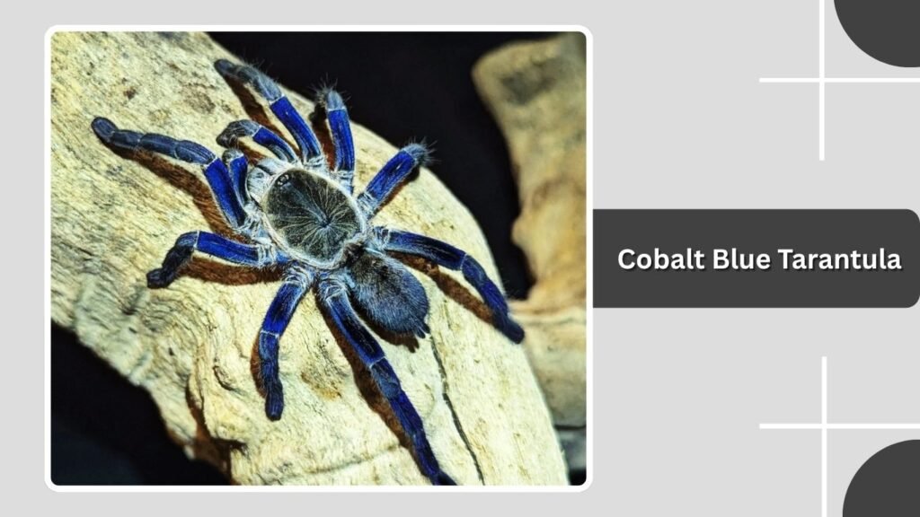 Cobalt Blue Tarantula