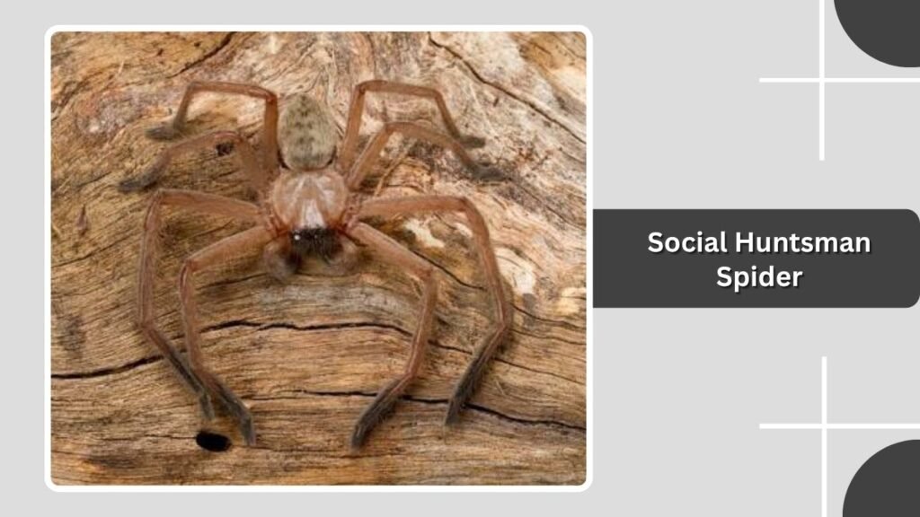 Social Huntsman Spider