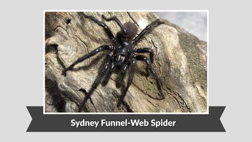  Sydney Funnel-Web Spider (Atrax robustus)