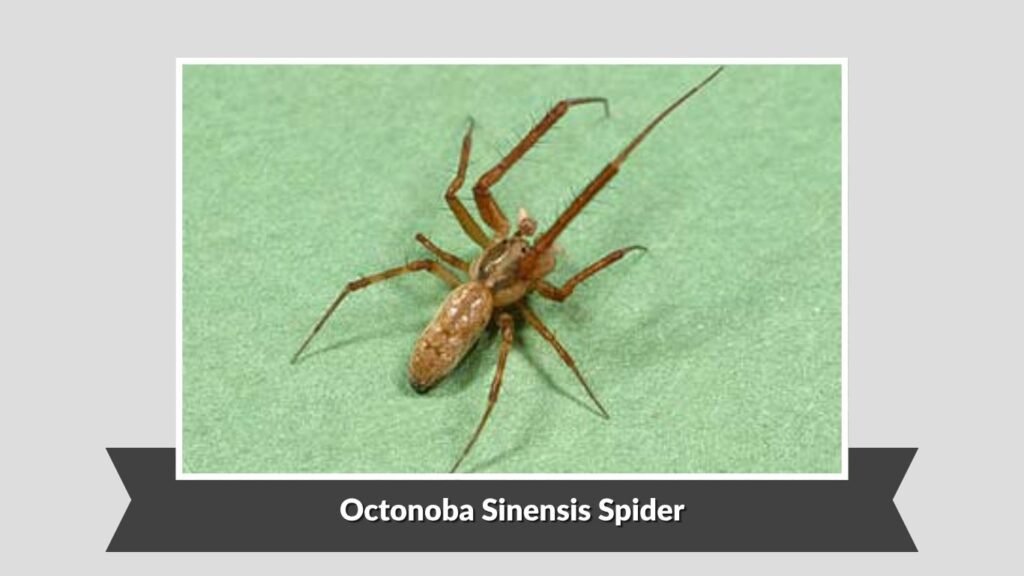 Octonoba Sinensis Spider (Octonoba sinensis)