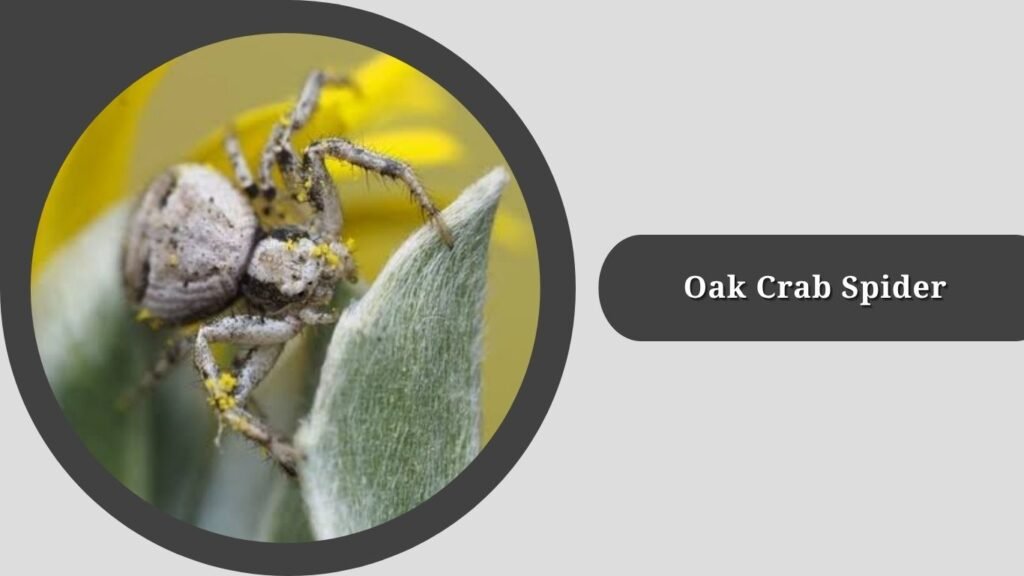 Oak Crab Spider (Mecaphesa quercina)
