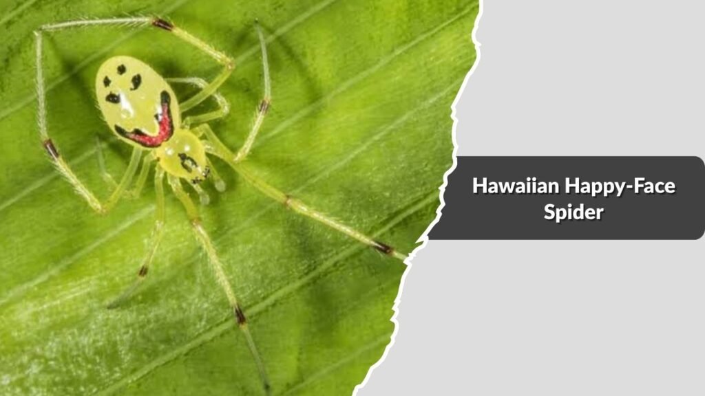 Hawaiian Happy-Face Spider