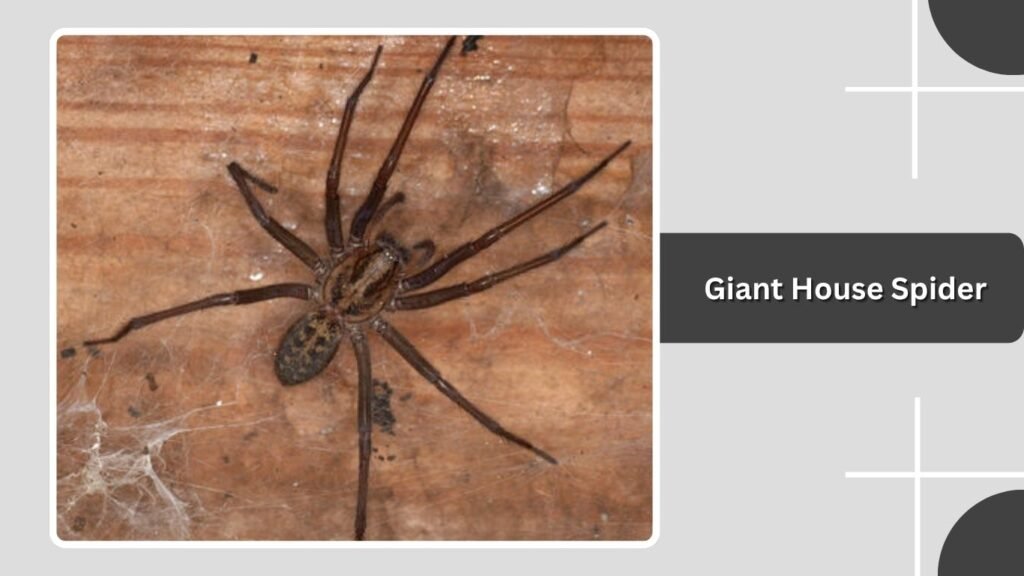 Giant House Spider