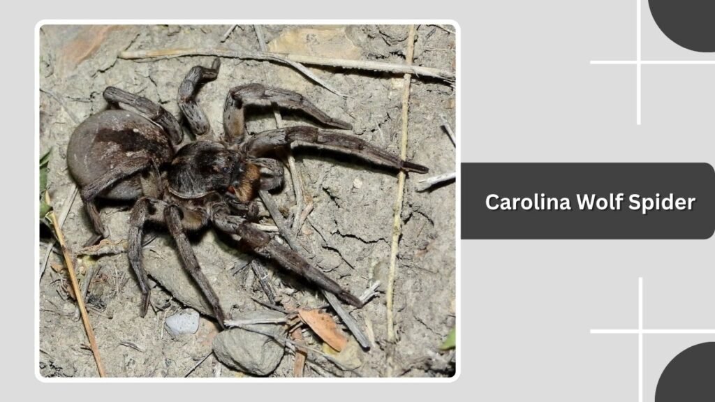 Carolina Wolf Spider